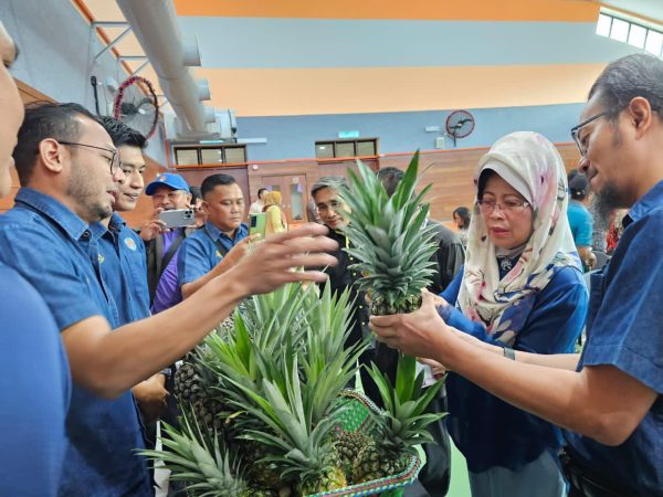 Dalat bakal miliki Taman Agro Penanaman Nanas