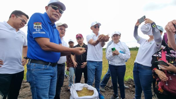 Sungai Bapak, Rejang dimasuk dalam program tanaman padi berkelompok