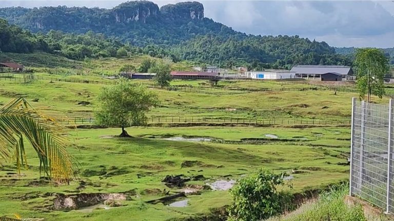 RM25 juta bina kilang keju di Lawas