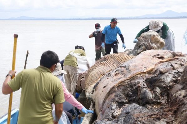 SFC, penduduk Kampung Triso, agensi lain bantu bersih kawasan, elak bau bangkai ikan paus