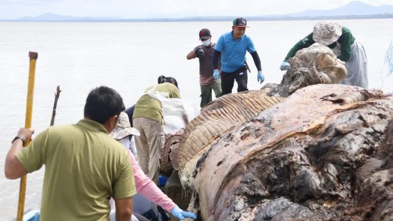 SFC, penduduk Kampung Triso, agensi lain bantu bersih kawasan, elak bau bangkai ikan paus