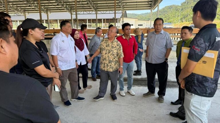 Lawas berpotensi jadi hab keju susu kerbau terbesar
